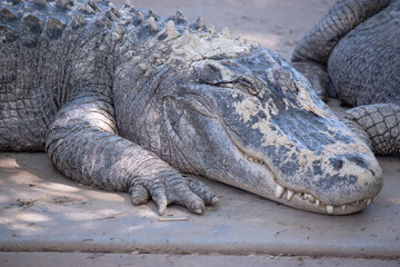 Obraz premium Alligators have a long, rounded snout that has upward facing nostrils at the end