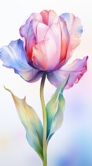 Tulip flowers in watercolor style on white background.