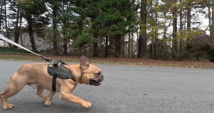 GoPro shows French Bulldog running on leash down neighborhood street