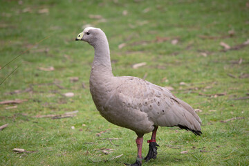 The Cape Barren Goose is a very large, pale grey goose with a relatively small head. It has rows of large dark spots in lines across the shoulders and wings.