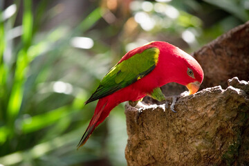 The chattering lory has a red body and a yellow patch on the mantle. The wings and thigh regions are green and the wing coverts are yellow. The tail is green with a blue tip.