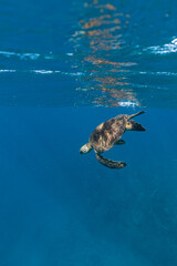Green sea turtle diving from the ocean surface into deeper blue water