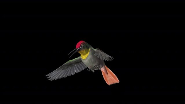 Hummingbird - Ruby Topaz - Fluttering Feeding Flight Loop - Front Side Angle View Closeup - Naturalistic realistic 3D animation with alpha channel isolated on transparent background