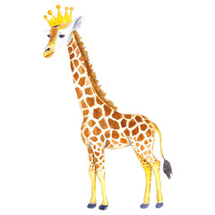 Obraz premium Watercolor drawing of cute giraffe wearing crown, transparent background