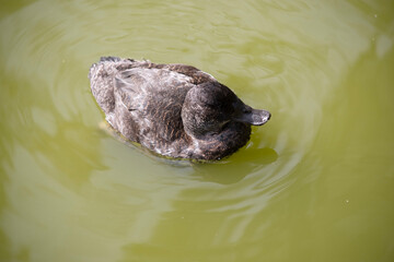 the female hardheaded duck has brown eyes and is all brown with a black beak