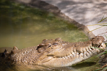 Freshwater crocodiles are grey or olive-brown with ragged dark mottling. 
