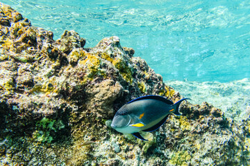 Naklejka na ściany i meble Sohal surgeonfish (Acanthurus sohal) or Sohal tang fish at the coral reef in Red sea