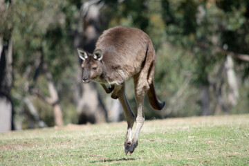 the kangaroo-Island Kangaroo has a brown body with a white under belly. They also have black feet and paws
