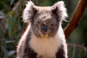 the Koala has a large round head, big furry ears and big black nose. Their fur is usually grey-brown in color with white fur on the chest, inner arms, ears and bottom.