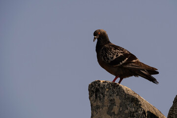 A Feral pigeon also called city dove, city pigeon, or street pigeon standing on an old Italian roof.