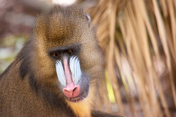 the mandrill has thick ridges along the nose that are purple and blue, red lips and nose, and a golden beard. - obrazy, fototapety, plakaty