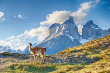 Printed roller blinds Cordillera Paine Guanaco and Cuernos del Paine in Chile