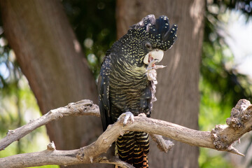 the female red tailed black cockatoo is black a black bird with yellow spots and a red tail