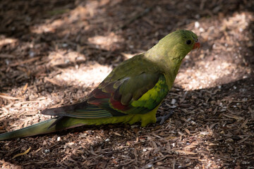 The female regent parrot is all light green. It has yellow shoulder patches and a narrow red band crosses the centre of the wings and yellow underwings.