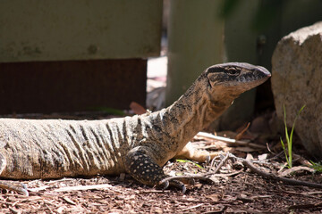 Rosenberg's monitor lizards have elongated head and neck, a relatively heavy body, a long tail, and well-developed legs. Their tongues are long, forked, and snakelike.