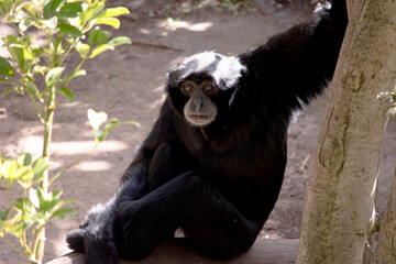 the siamang have furry bodies are black , they don't have tails, and they have a large gray or pink throat sac that inflates when they call