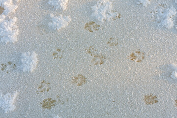 Freshly fallen snow with animal footprints.