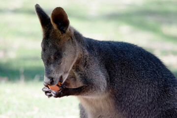 The swamp wallaby has dark brown fur, often with lighter rusty patches on the belly, chest and base...