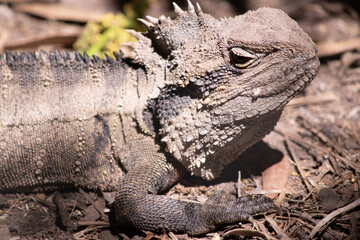The Water Dragon can be identified by a distinctively deep angular head and nuchal crest of spinose scales that joins the vertebral crest extending down the length of its body to the tail.
