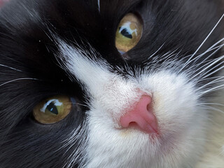 Photo of a black and white cat