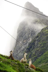 Foto op Canvas lamas on the mountain © Felix
