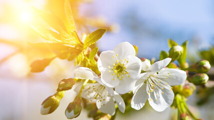 Cherry flowers against a background of sky and bright sun. Wide photo.