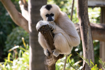 The female white cheeked gibbon is a golden color with a black face and no crest.