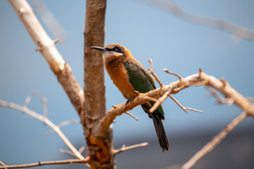 White-fronted Bee-eater (Merops bullockoides) - Graceful Insect Hunter