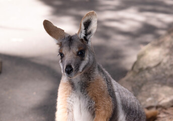 The Yellow-footed Rock-wallaby is brightly coloured with a white cheek stripe and orange ears.