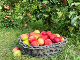 apples in a basket