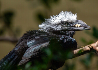 White-crested Hornbill (Berenicornis comatus) - Forest Guardian