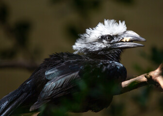 White-crested Hornbill (Berenicornis comatus) - Forest Guardian