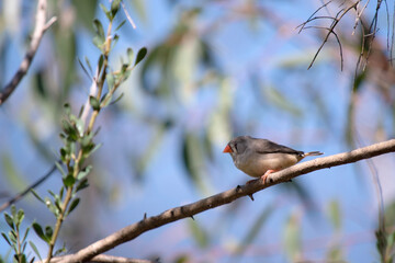 the female  finch has a grey body with a white under belly with a black and white tail. It has a white and black stripe on its face