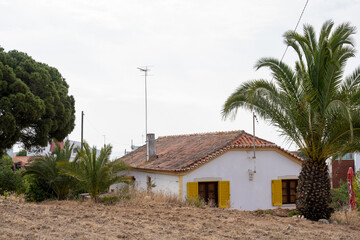 Urban Residential District with Tropical Climate and Palm Trees