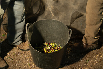 Olive harvesting in the olive fields of Andalusia