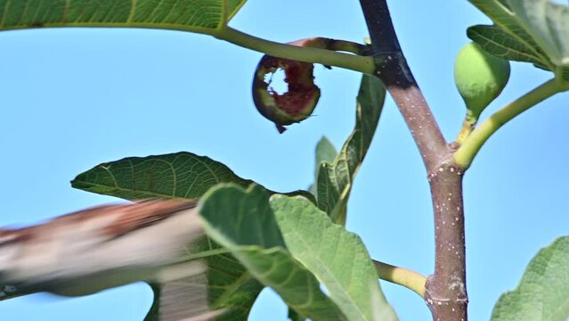 A bird eating fig fruit on a fig tree. Bird that damages fruits.