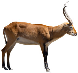 Cobe lechwe species of antelope from southern African wetlands. Isolated over white background