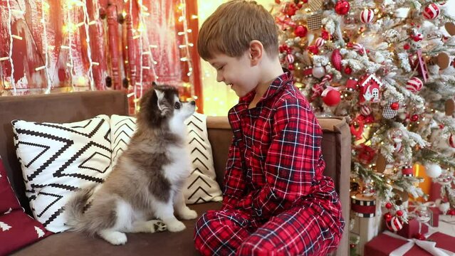 Husky little poppy plays with a child at the Christmas decorations
