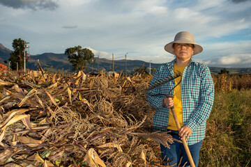 Mujer de perfil en medio del campo con una pila de hojas secas de maíz listas para el silo,...