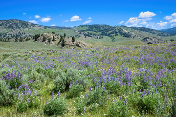 Fototapeta na wymiar Field of purple mountain blue lupine wildflowers in meadow with hills in background in Yellowstone National Park Wyoming with herd of buffalo in distance for scale under beautiful sky