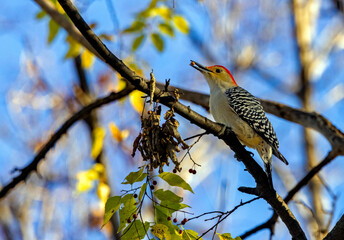 Male Red-bellied Woodpecker eating Hackberry tree fruit.