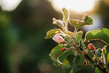 Hello spring. White pink apple blossom flowers in spring time. Background with flowering apple tree. Close up of fresh spring flowers in blooming garden park. Inspirational soft floral view