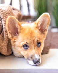 Adorable Pembroke Welsh Corgi puppy with big puppy eyes and ears  - light red color coat

