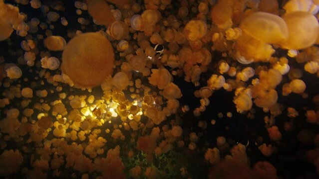 Freediver swims in the lake with lots of jellyfish at night. Night freediving in jellyfish lake in Raja Ampat, Misool, West Papua in Indonesia