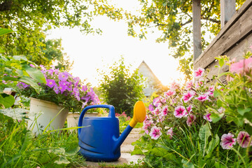 Farm worker gardening tools. Blue plastic watering can for irrigation plants placed in garden with...