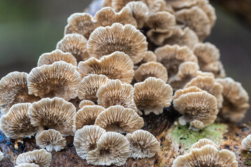 Mushroom colony on a fallen tree. Mushrooms in an old natural forest. European nature.