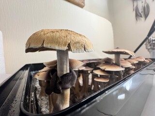 Fungi, psychedelic, hallucinogen, mind-altering, magic mushrooms, psilocybe, psilocybin, psilocin, tripping, shrooms, entheogen, mycelium, spores, psilocybin therapy, microdosing, psilocybin research,