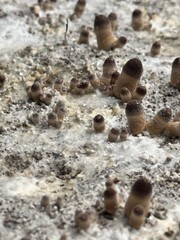 Fungi, psychedelic, hallucinogen, mind-altering, magic mushrooms, psilocybe, psilocybin, psilocin, tripping, shrooms, entheogen, mycelium, spores, psilocybin therapy, microdosing, psilocybin research,