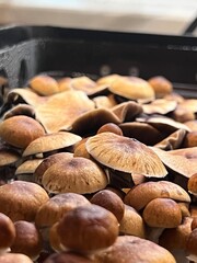 Fungi, psychedelic, hallucinogen, mind-altering, magic mushrooms, psilocybe, psilocybin, psilocin, tripping, shrooms, entheogen, mycelium, spores, psilocybin therapy, microdosing, psilocybin research,