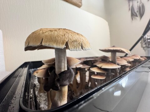 Fungi, psychedelic, hallucinogen, mind-altering, magic mushrooms, psilocybe, psilocybin, psilocin, tripping, shrooms, entheogen, mycelium, spores, psilocybin therapy, microdosing, psilocybin research,